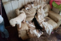 Dois cães e um gato sobre um sofá em ambiente sujo