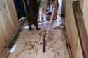 Corredos sujo de fezes de animais em situação de maus-tratos