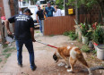 Funcionários da Rede de Proteção Animal da Prefeitura de Curitiba resgatando o animal.