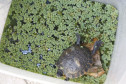 Tartaruga sozinha em caixa plastica com plantas e água