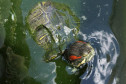 Tartaruga sozinha em caixa com água