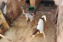 Dois cães presos em situação de maus-tratos