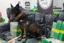 Cão da polícia sobre pacotes com droga