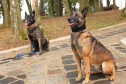 Dois cães da polícia observando treinador