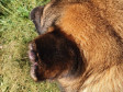 Detalhe da orelha de um cão resgatado