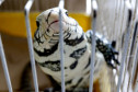 Animal exótico preso em uma gaiola