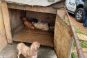 Três cães resgatados. ao fundo, viatura da polícia civil