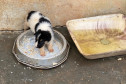 Filhote de cão resgatado dentro de uma tigela com restos de comida, ao lado de uma tigela suja, com água