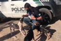 Policial civil alimentando cão resgatado, ao lado de viatura