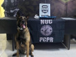 Cão policial posa em frente à droga apreendida