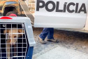Policial civil recolhe cão em situação de maus-tratos