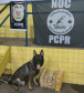 Cão policial apreende entorpecente em Mandaguari