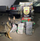 Cão policial da PCPR aparece em foto com droga apreendida