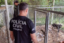 PCPR salva 300 cães em maior ação de resgate da história do Paraná 