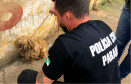 PCPR recupera cão em situação de maus-tratos no Pilarzinho