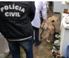 PCPR prende mulher por maus a cachorro no bairro Fazendinha