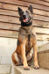 PCPR lança concurso para adoção da cadela policial Shiva.