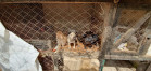 PCPR autua proprietário de canil com 82 cães em situação de maus tratos na RMC