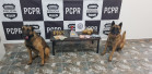 PCPR deflagra operação e apreende drogas com o apoio de cães farejadores