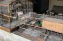 PCPR interdita aviário com 167 animais em situação de maus-tratos na RMC