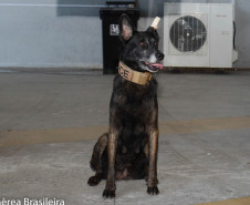 Cão policial da PCPR faz demonstração em capacitação sobre drogas em Curitiba