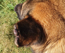 Detalhe da orelha de um cão resgatado