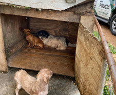 Três cães resgatados. ao fundo, viatura da polícia civil
