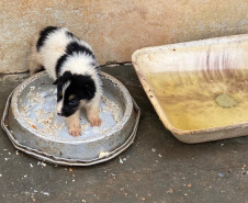Filhote de cão resgatado dentro de uma tigela com restos de comida, ao lado de uma tigela suja, com água