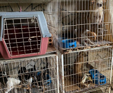 Vários cães presos em gaiolas empilhadas