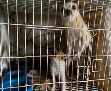 Cães presos em gaiola