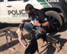 Policial civil alimentando cão resgatado, ao lado de viatura