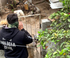 PCPR resgata cães de raça vítimas de maus-tratos em Curitiba