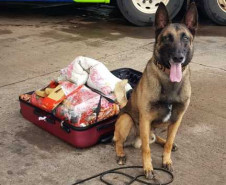 Polícia Civil usa cães de faro para reforçar ações contra o tráfico de drogas