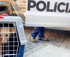 Policial civil recolhe cão em situação de maus-tratos