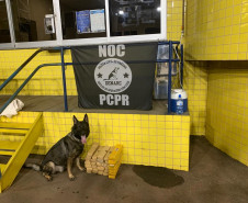 Cão policial apreende droga em bagagem