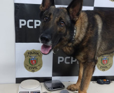 Cão policial da PCPR apresenta material apreendido em ação