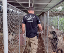 PCPR salva 300 cães em maior ação de resgate da história do Paraná 