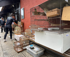 PCPR prende nove pessoas e apreende 390 animais silvestres em operação contra organização criminosa ligada ao tráfico de animais