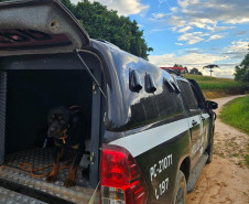 PCPR prende três pessoas por tráfico, receptação e associação criminosa nos Campos Gerais
