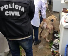 PCPR prende mulher por maus a cachorro no bairro Fazendinha