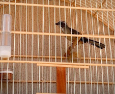 PCPR apreende 18 pássaros silvestres em Santa Terezinha do Itaipu