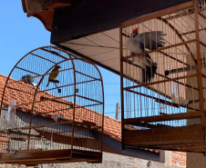 PCPR apreende 18 pássaros silvestres em Santa Terezinha do Itaipu