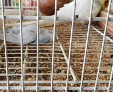 PCPR prende suspeito por maus-tratos de animais em Colombo