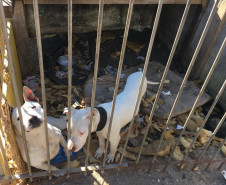 PCPR prende suspeito de manter cães em extremas situações de maus-tratos