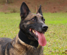 PCPR lança concurso para adoção da cadela policial Shiva.