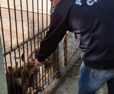 PCPR fecha canil clandestino e resgata 46 cães de raça em Curitiba