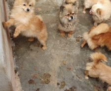 PCPR autua proprietário de canil com 82 cães em situação de maus tratos na RMC