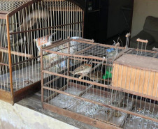 PCPR interdita aviário com 167 animais em situação de maus-tratos na RMC