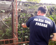PCPR prende homem por manter ilegalmente macacos saguis em cativeiro na Capital