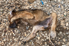 Cão encontrado morto, em situação de maus-tratos